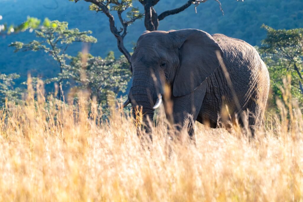 Safari Fotoreise in Mhonoro Lodge Südafrika