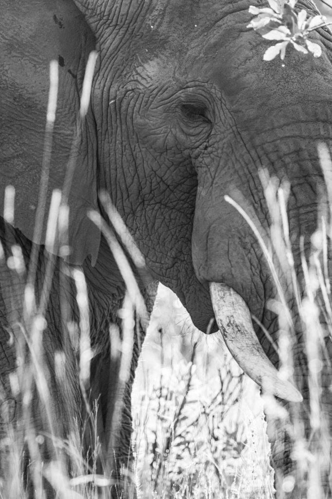 Safari Fotoreise in Mhonoro Lodge Südafrika