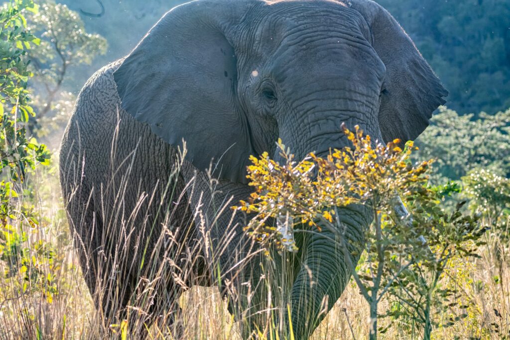 Safari Fotoreise in Mhonoro Lodge Südafrika