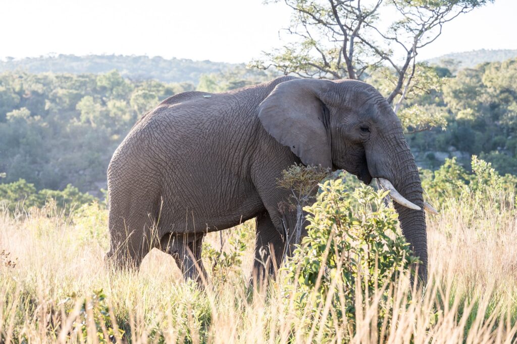 Safari Fotoreise in Mhonoro Lodge Südafrika