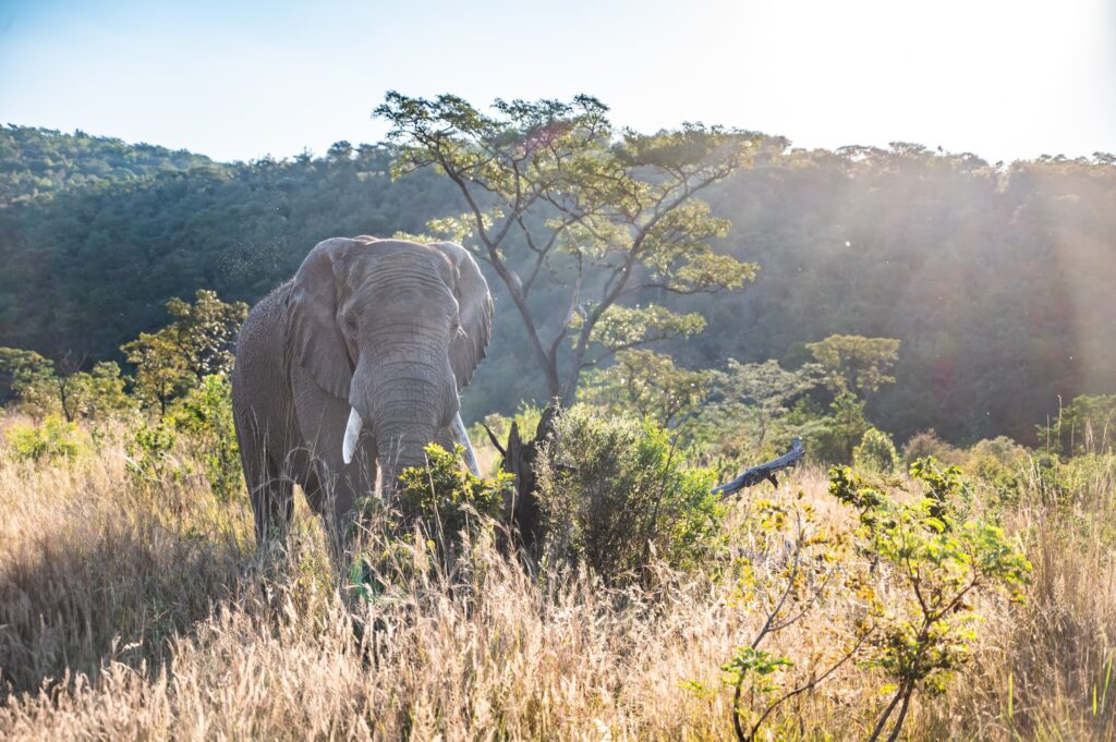 Safari Fotoreise in Mhonoro Lodge Südafrika