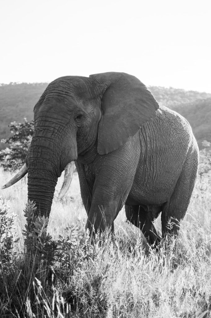 Safari Fotoreise in Mhonoro Lodge Südafrika