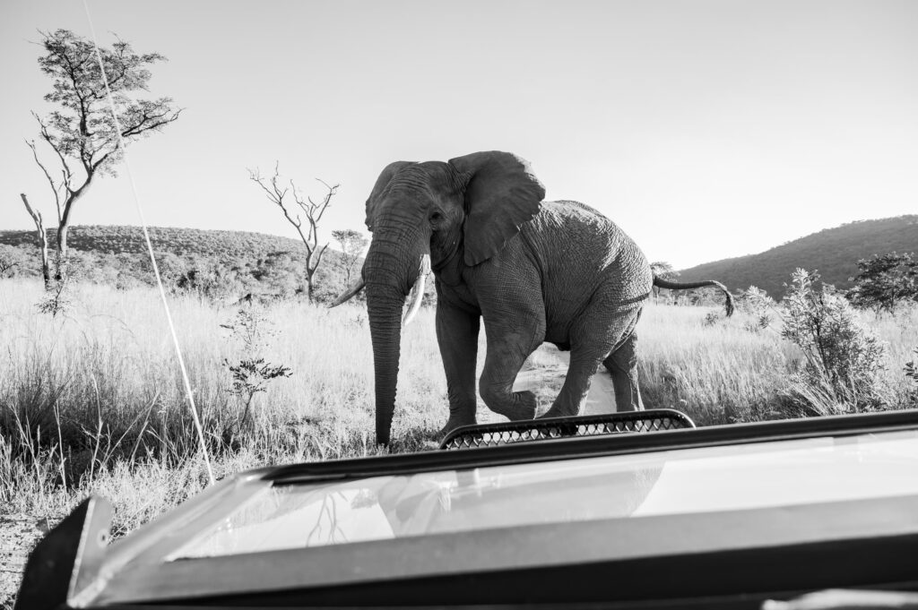 Safari Fotoreise in Mhonoro Lodge Südafrika