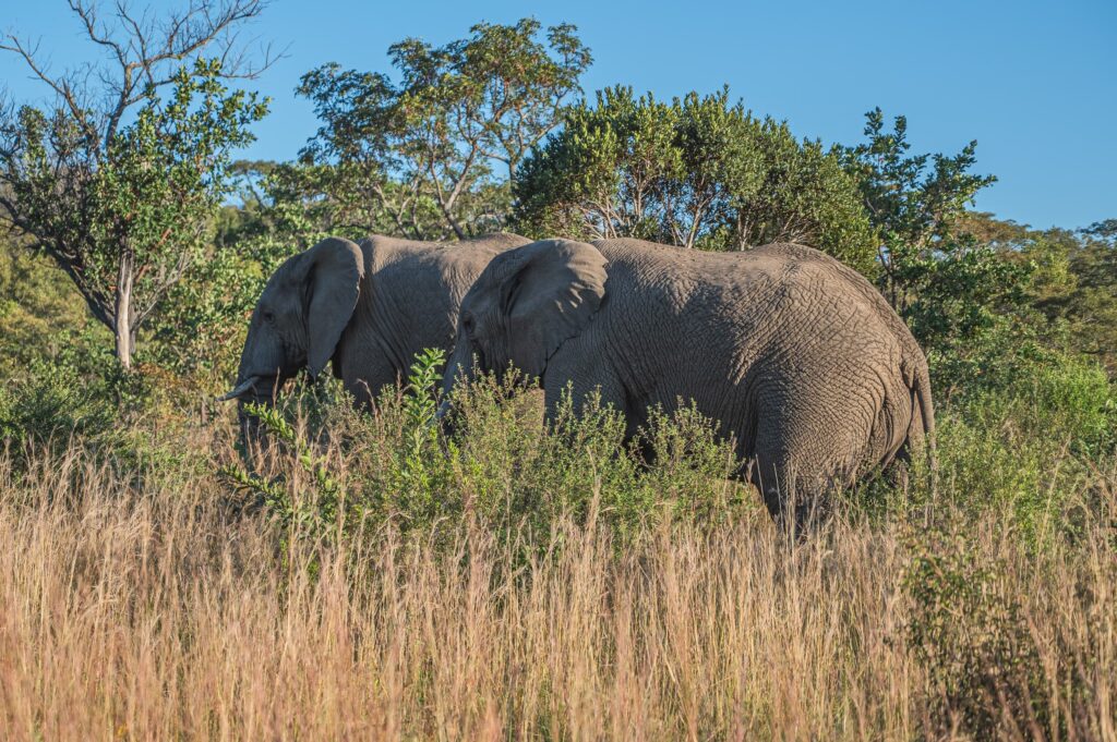 Safari Fotoreise in Mhonoro Lodge Südafrika