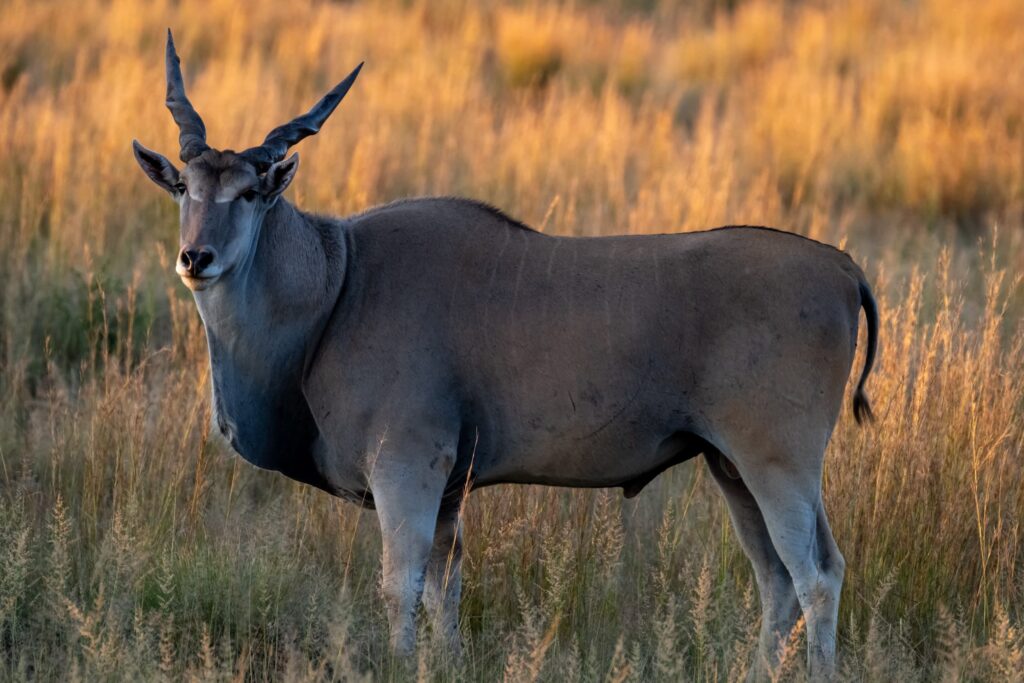 Safari Fotoreise in Mhonoro Lodge Südafrika