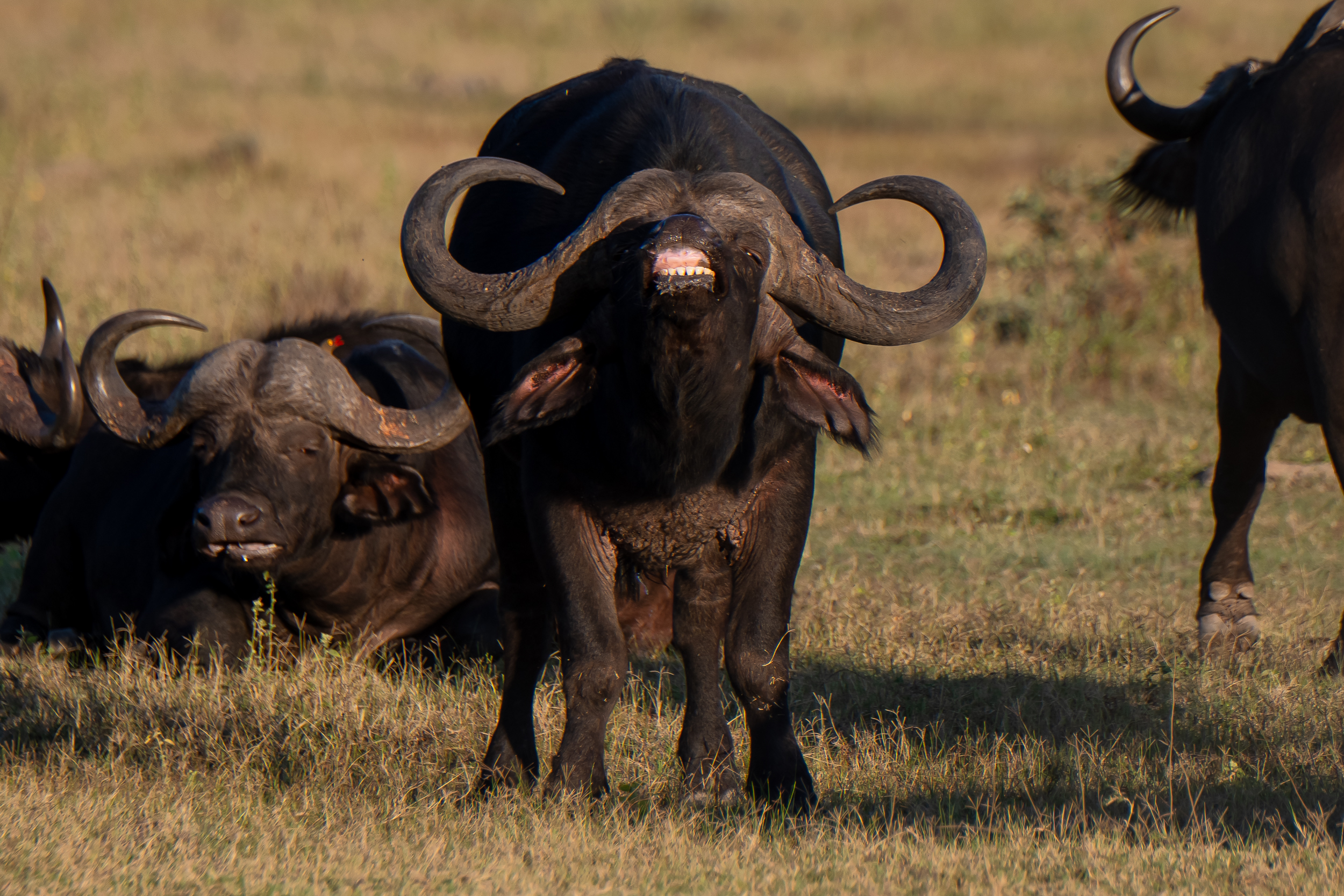 Safari Fotoreise in Mhonoro Lodge Südafrika