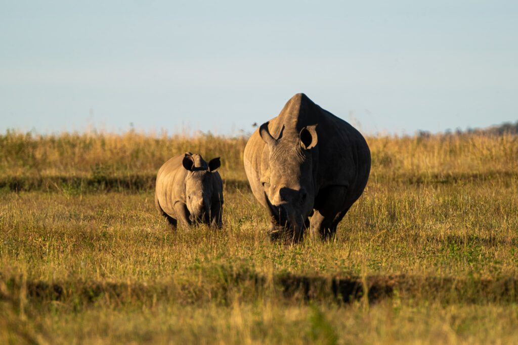 Safari Fotoreise in Mhonoro Lodge Südafrika