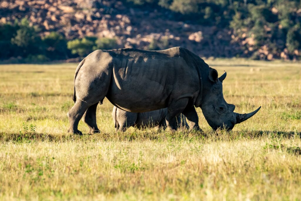 Safari Fotoreise in Mhonoro Lodge Südafrika