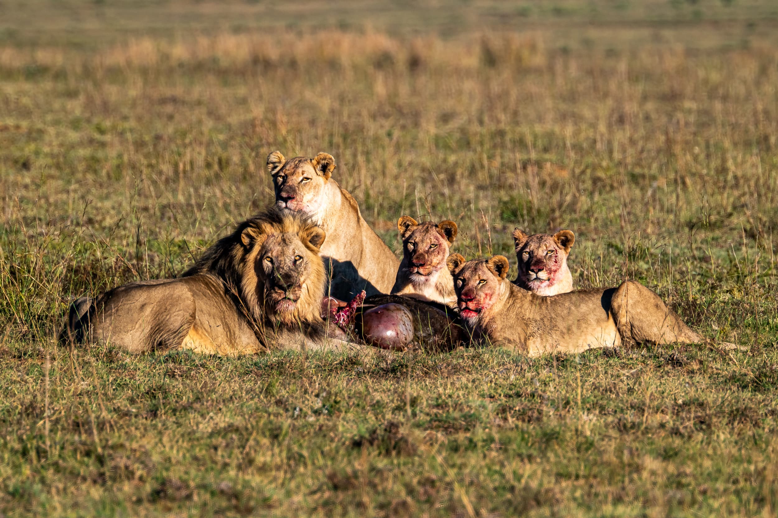 Safari Fotoreise in Mhonoro Lodge Südafrika