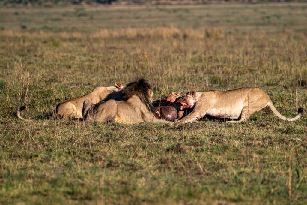 Safari Fotoreise in Mhonoro Lodge Südafrika