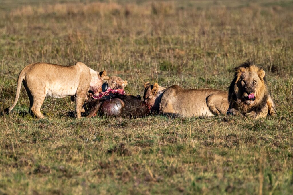 Safari Fotoreise in Mhonoro Lodge Südafrika