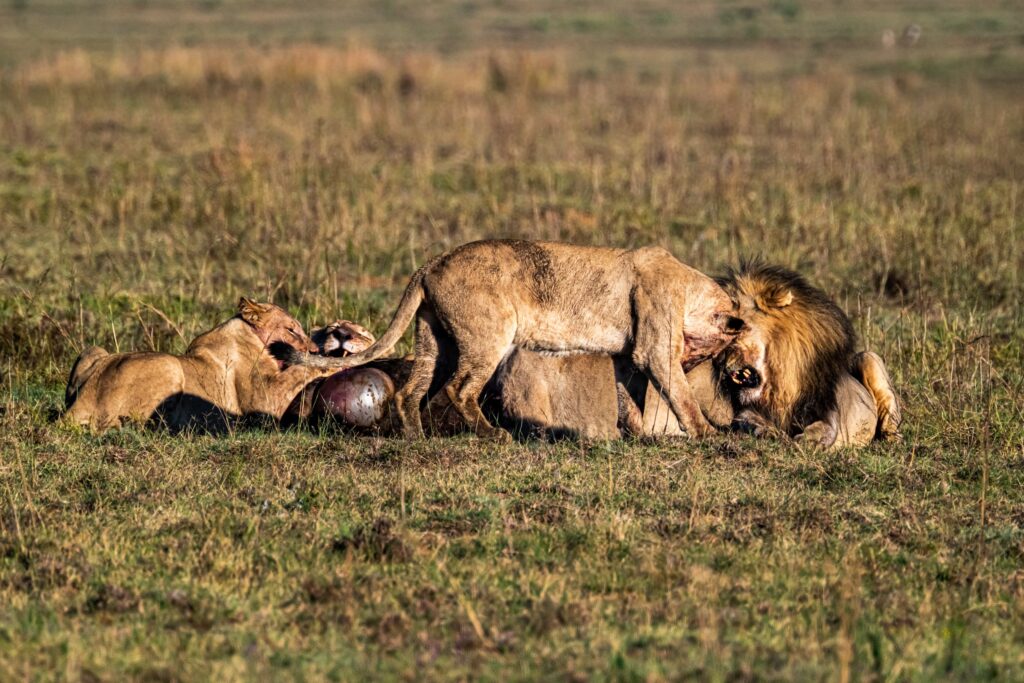 Safari Fotoreise in Mhonoro Lodge Südafrika