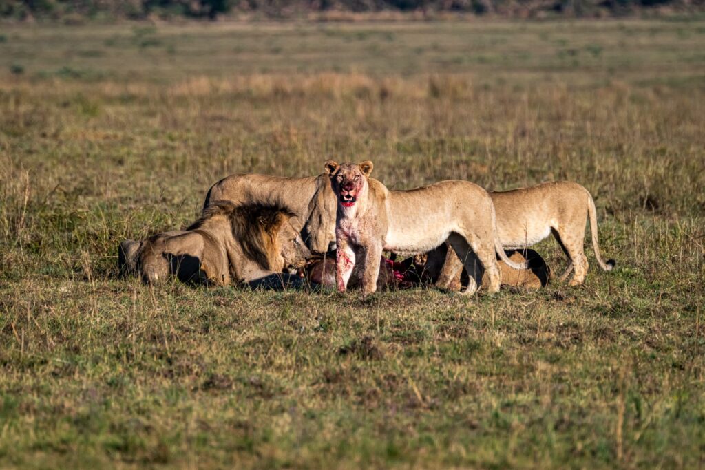 Safari Fotoreise in Mhonoro Lodge Südafrika