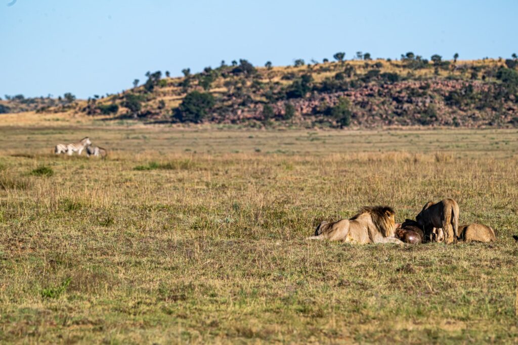 Safari Fotoreise in Mhonoro Lodge Südafrika