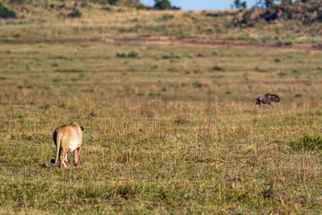 Safari Fotoreise in Mhonoro Lodge Südafrika