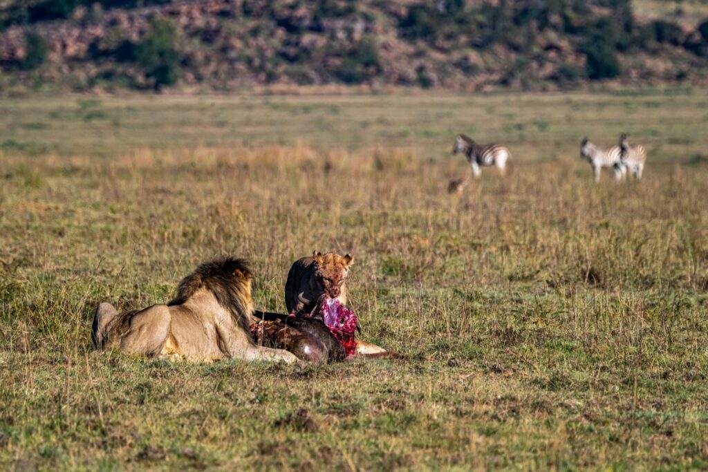 Safari Fotoreise in Mhonoro Lodge Südafrika