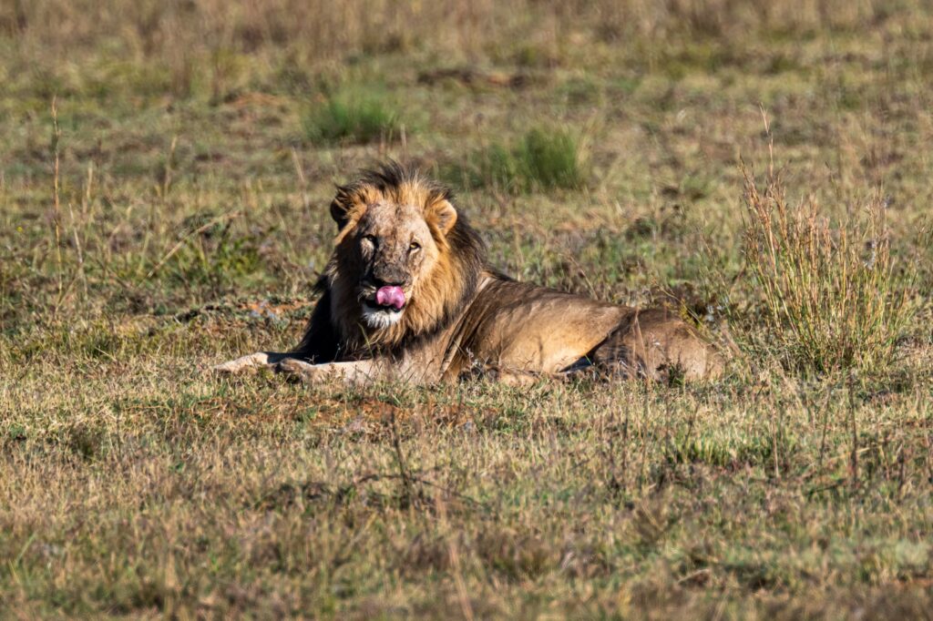 Safari Fotoreise in Mhonoro Lodge Südafrika