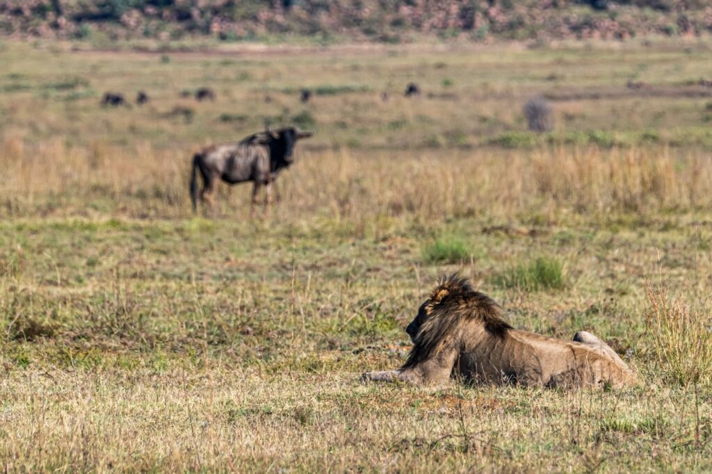 Safari Fotoreise in Mhonoro Lodge Südafrika