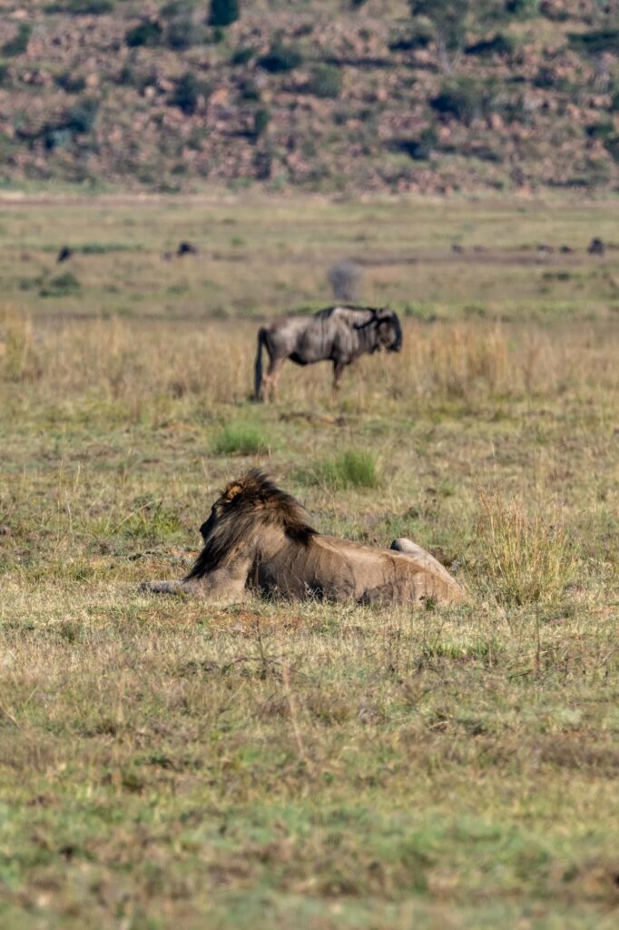 Safari Fotoreise in Mhonoro Lodge Südafrika