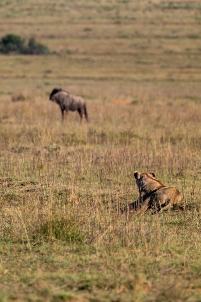 Safari Fotoreise in Mhonoro Lodge Südafrika