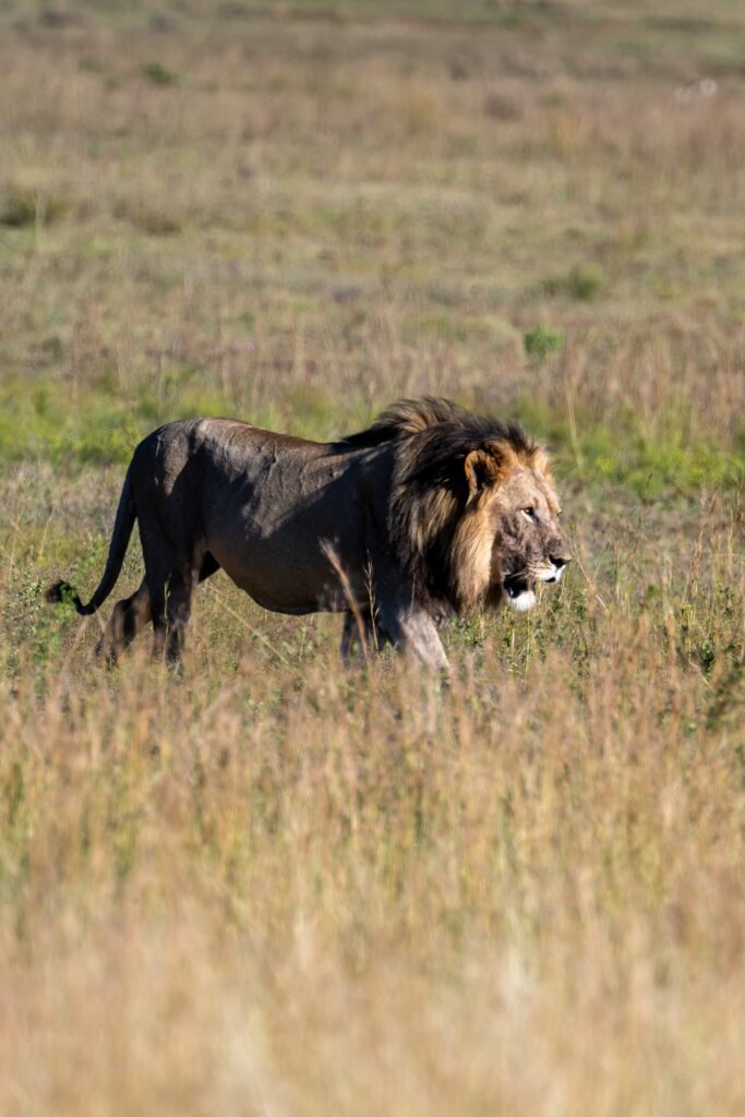 Safari Fotoreise in Mhonoro Lodge Südafrika