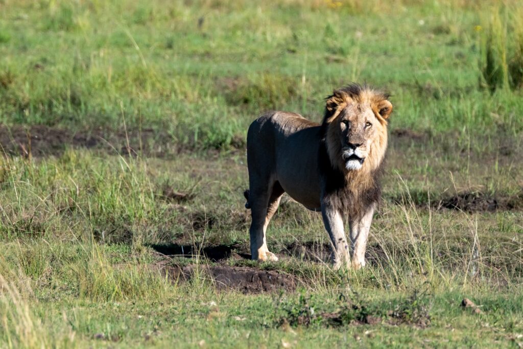 Safari Fotoreise in Mhonoro Lodge Südafrika