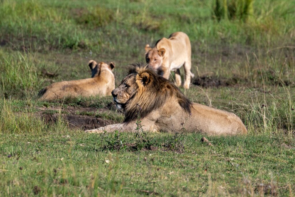 Safari Fotoreise in Mhonoro Lodge Südafrika