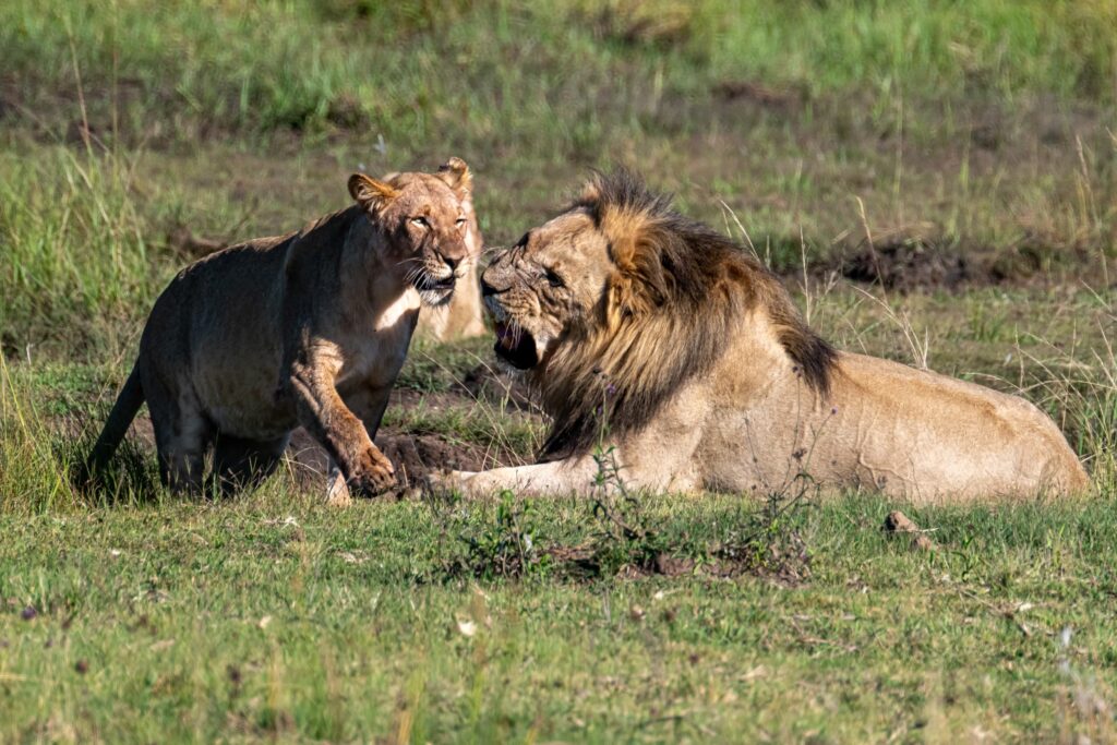 Safari Fotoreise in Mhonoro Lodge Südafrika