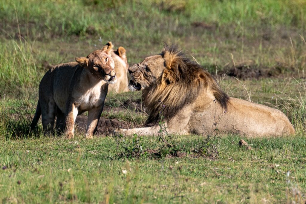 Safari Fotoreise in Mhonoro Lodge Südafrika