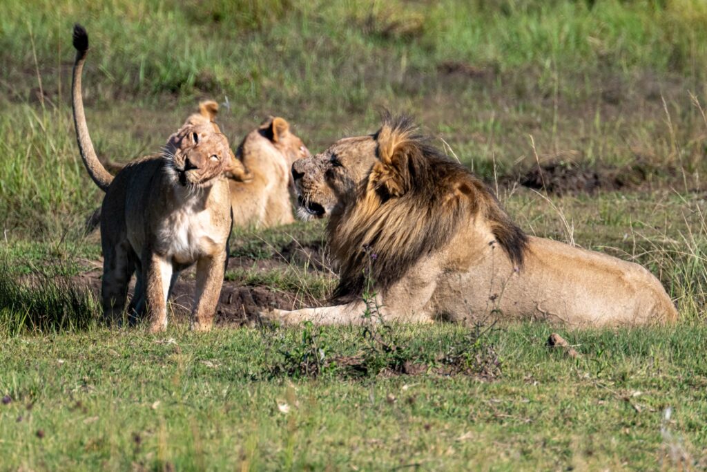 Safari Fotoreise in Mhonoro Lodge Südafrika