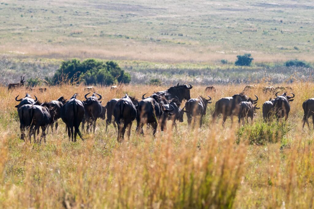 Safari Fotoreise in Mhonoro Lodge Südafrika