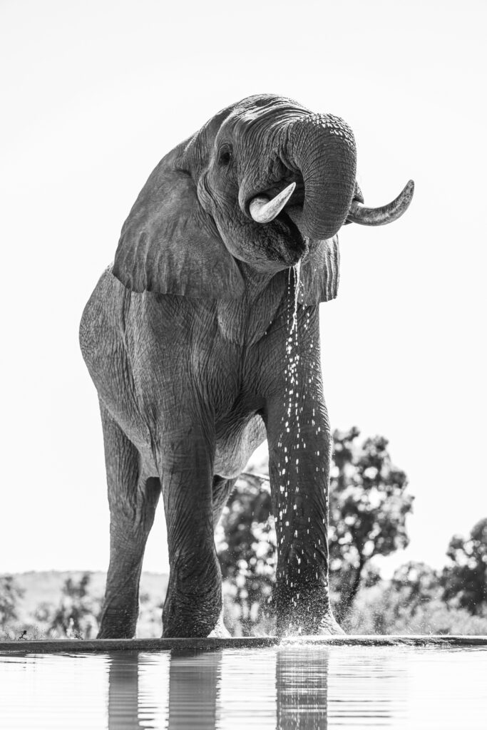 Safari Fotoreise in Mhonoro Lodge Südafrika