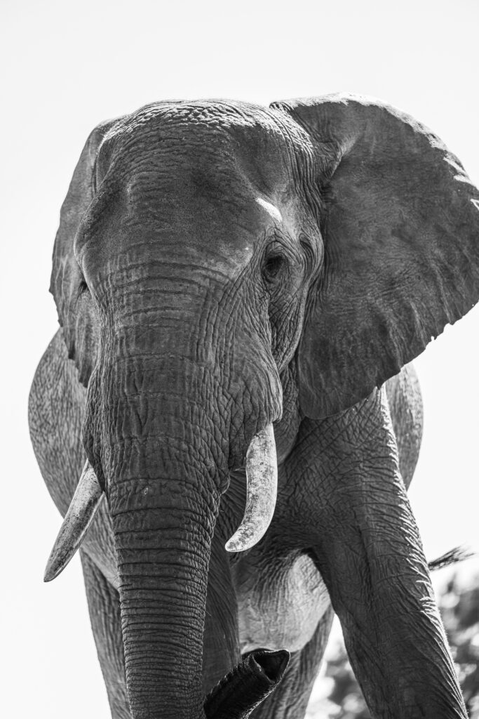 Safari Fotoreise in Mhonoro Lodge Südafrika