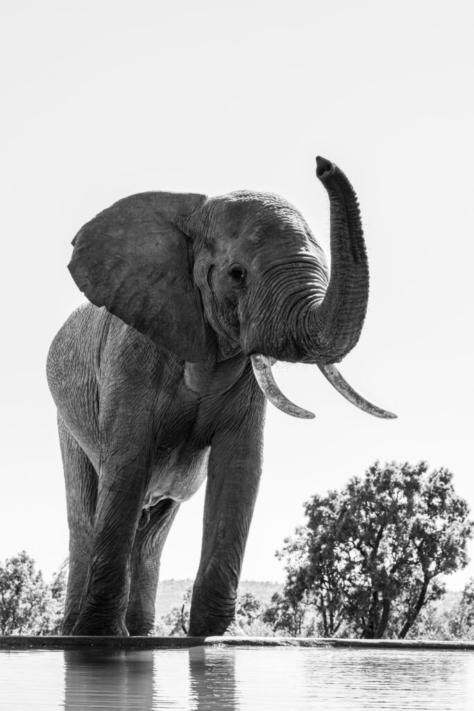 Safari Fotoreise in Mhonoro Lodge Südafrika