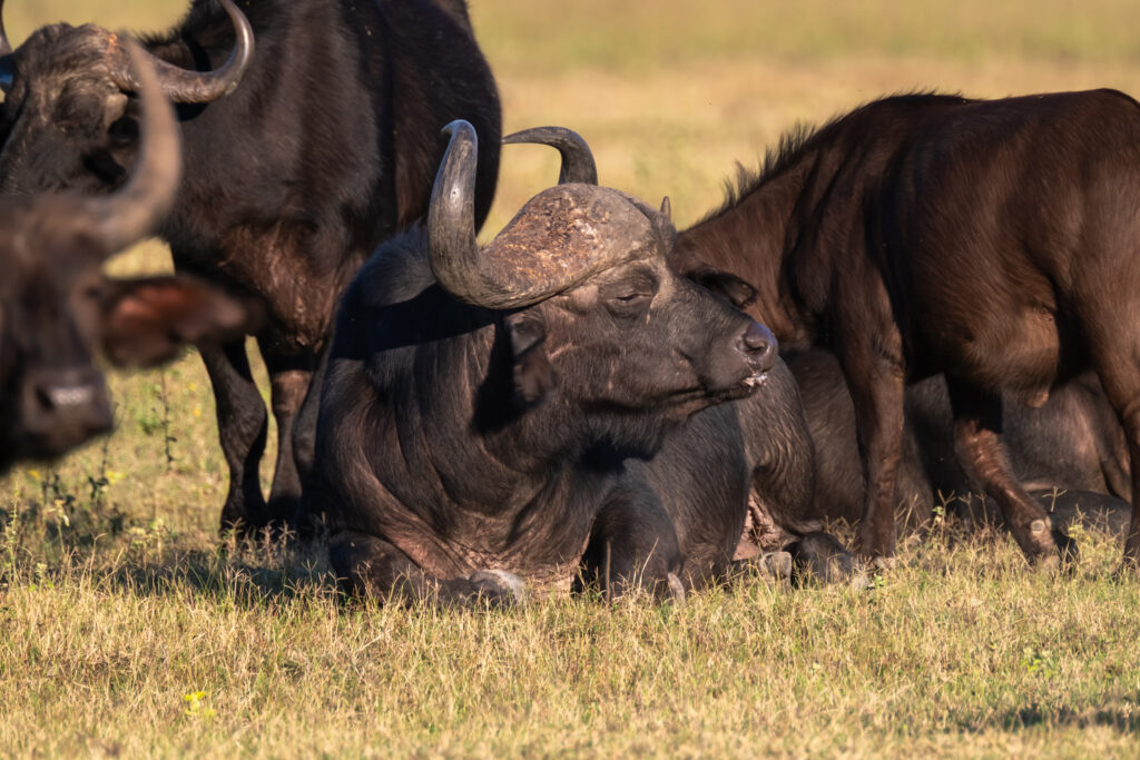 Safari Fotoreise in Mhonoro Lodge Südafrika