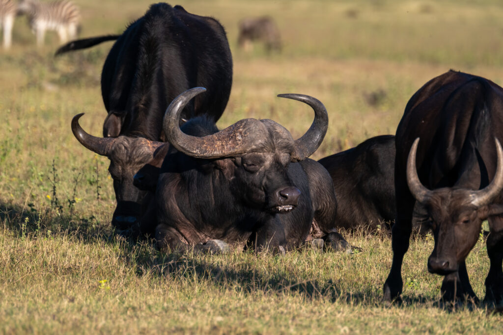 Safari Fotoreise in Mhonoro Lodge Südafrika