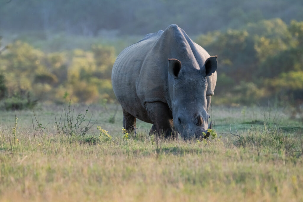 Safari Fotoreise in Mhonoro Lodge Südafrika