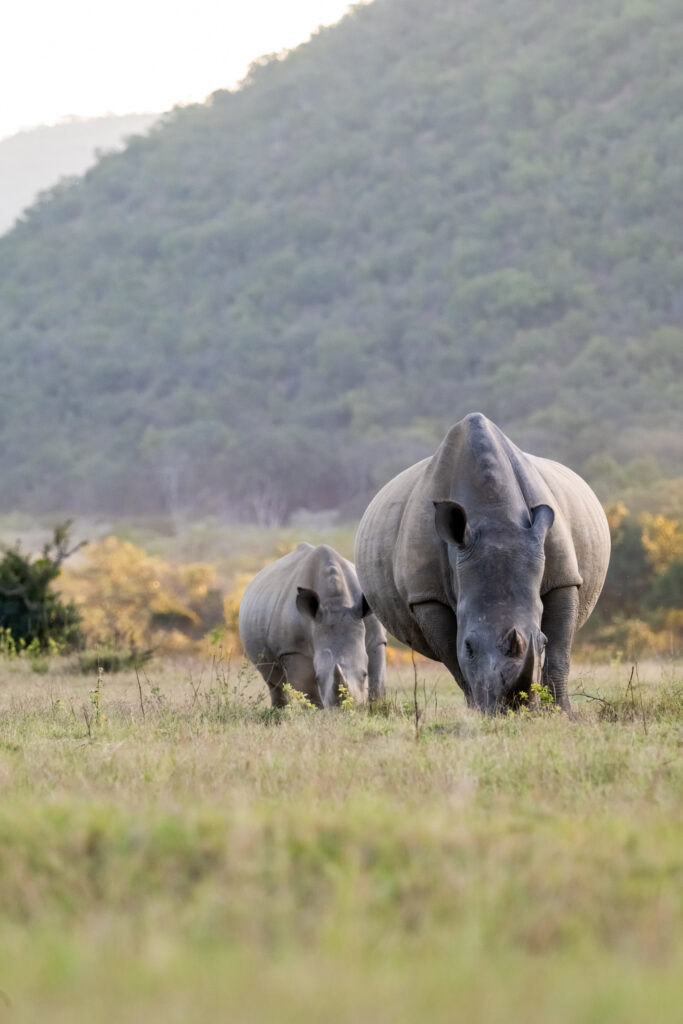 Safari Fotoreise in Mhonoro Lodge Südafrika