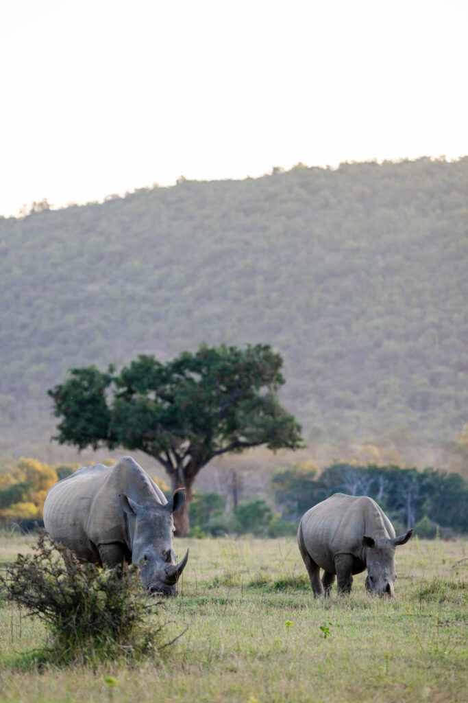 Safari Fotoreise in Mhonoro Lodge Südafrika