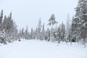 Nordlichter Fotoreise nach Lappland