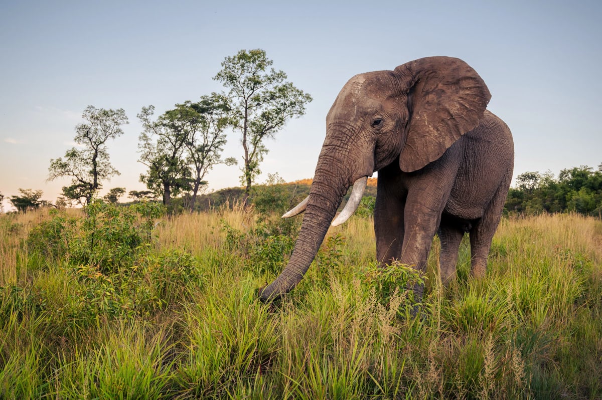 SafariFotoreiseWelgevonden