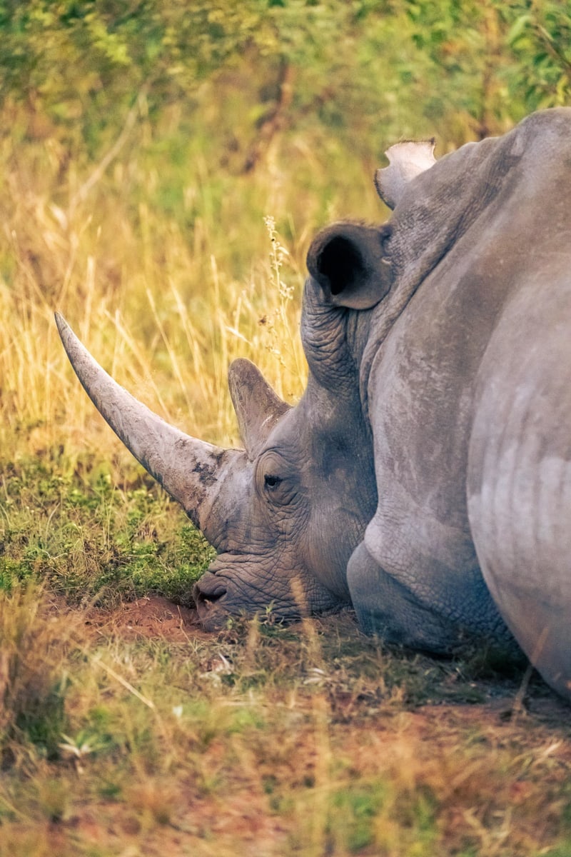 SafariFotoreiseWelgevonden