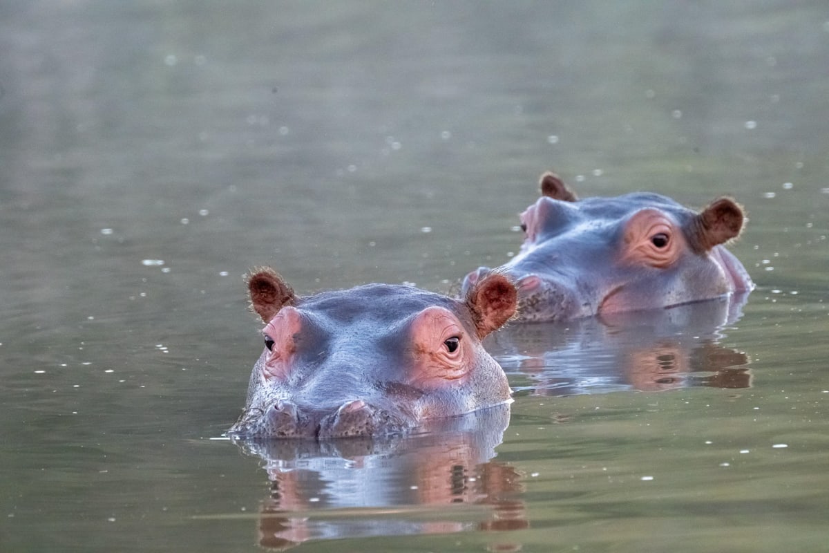SafariFotoreiseWelgevonden
