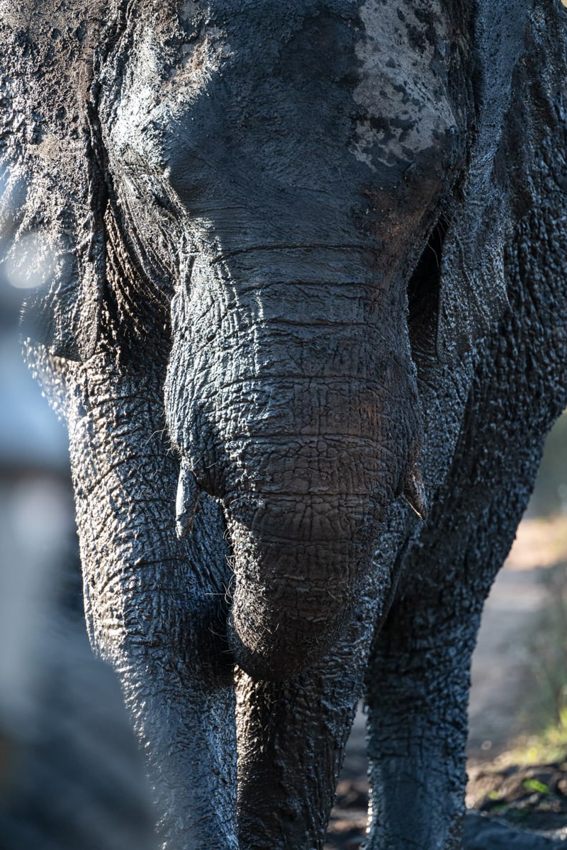 SafariFotoreiseWelgevonden