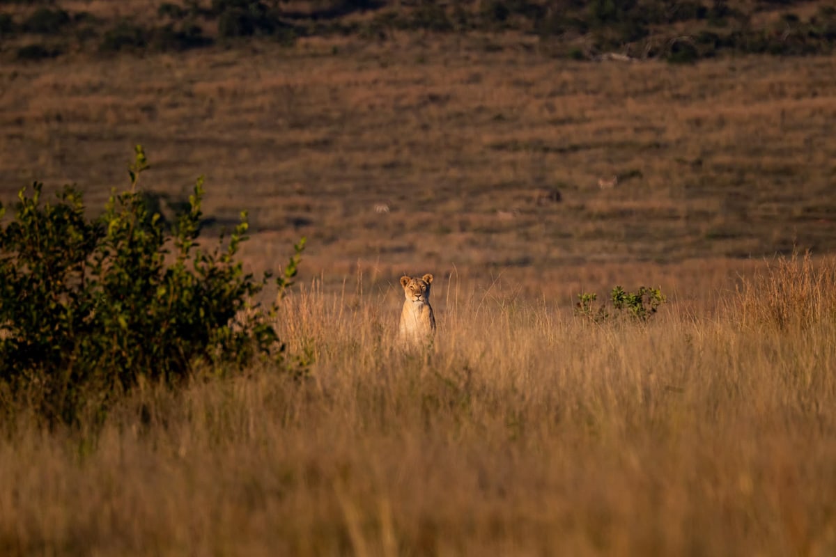 SafariFotoreiseWelgevonden