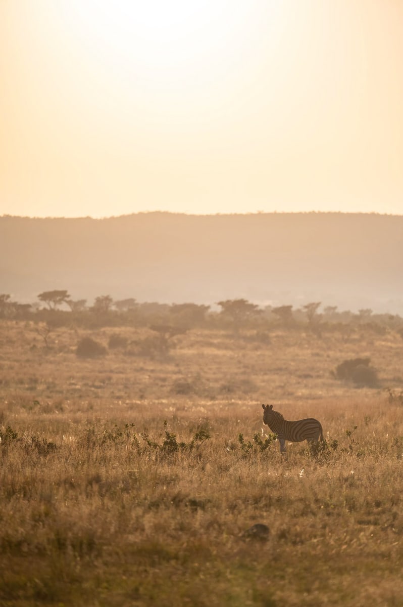SafariFotoreiseWelgevonden