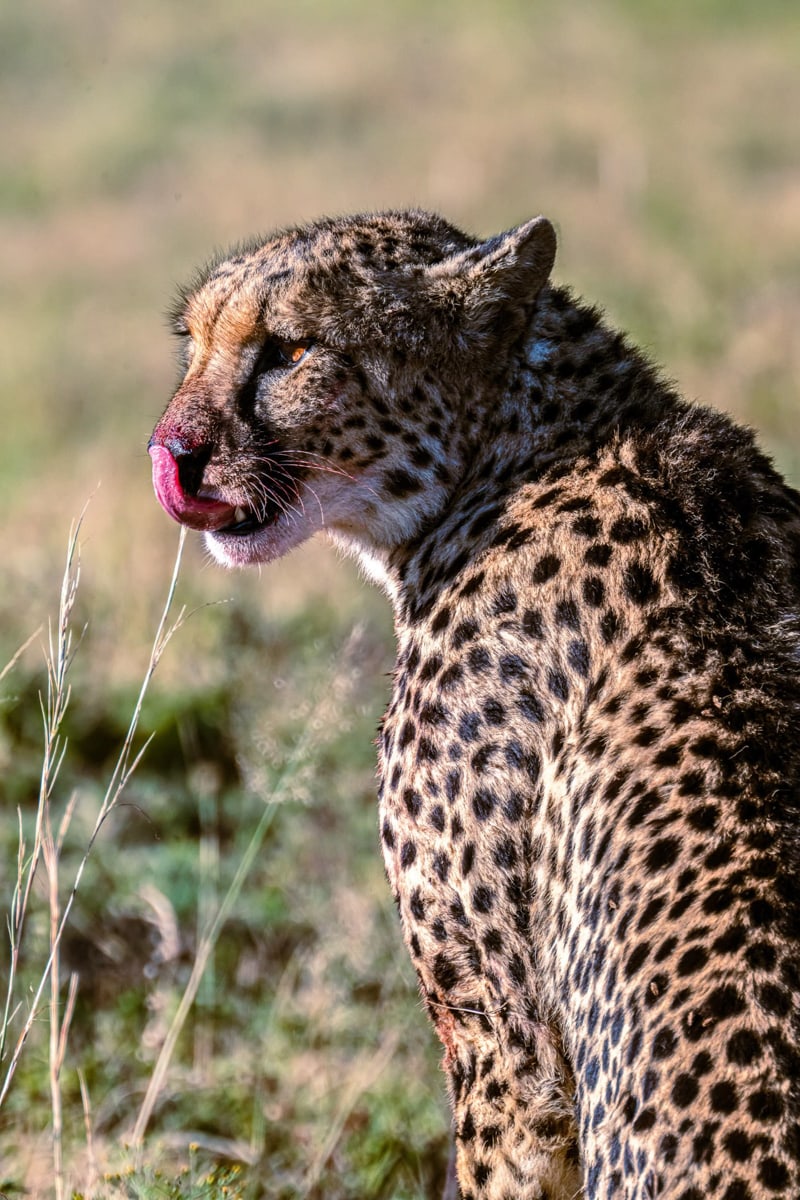 SafariFotoreiseWelgevonden