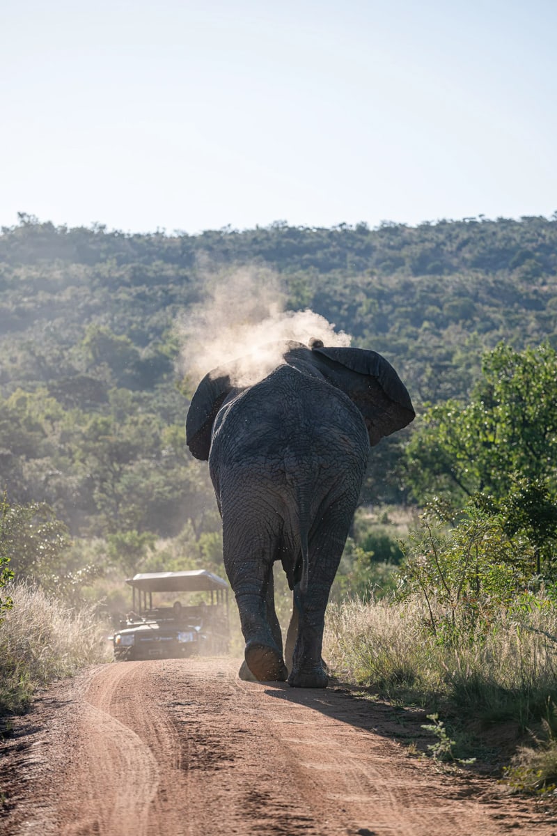 SafariFotoreiseWelgevonden