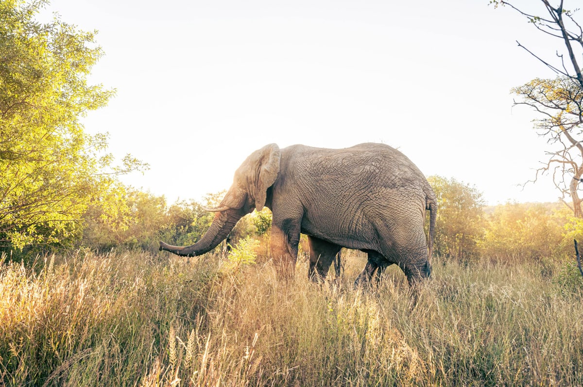SafariFotoreiseWelgevonden