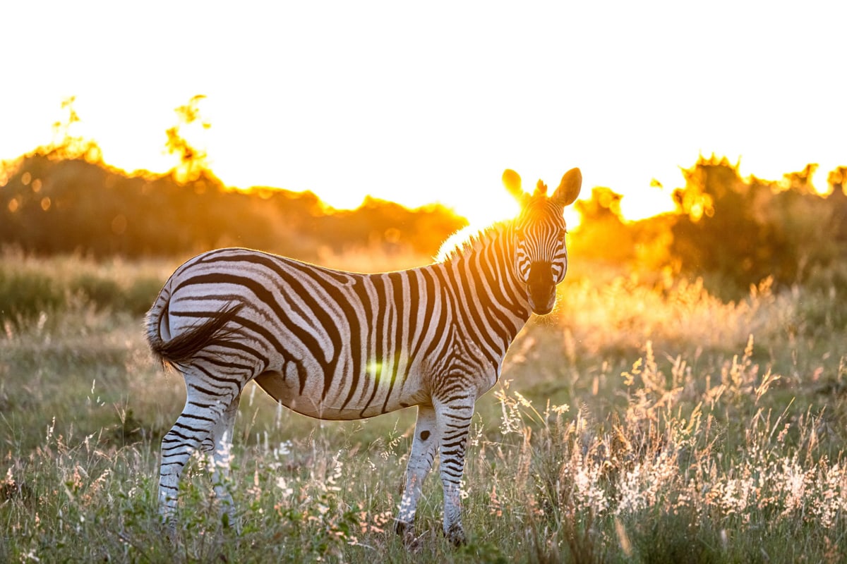 SafariFotoreiseWelgevonden